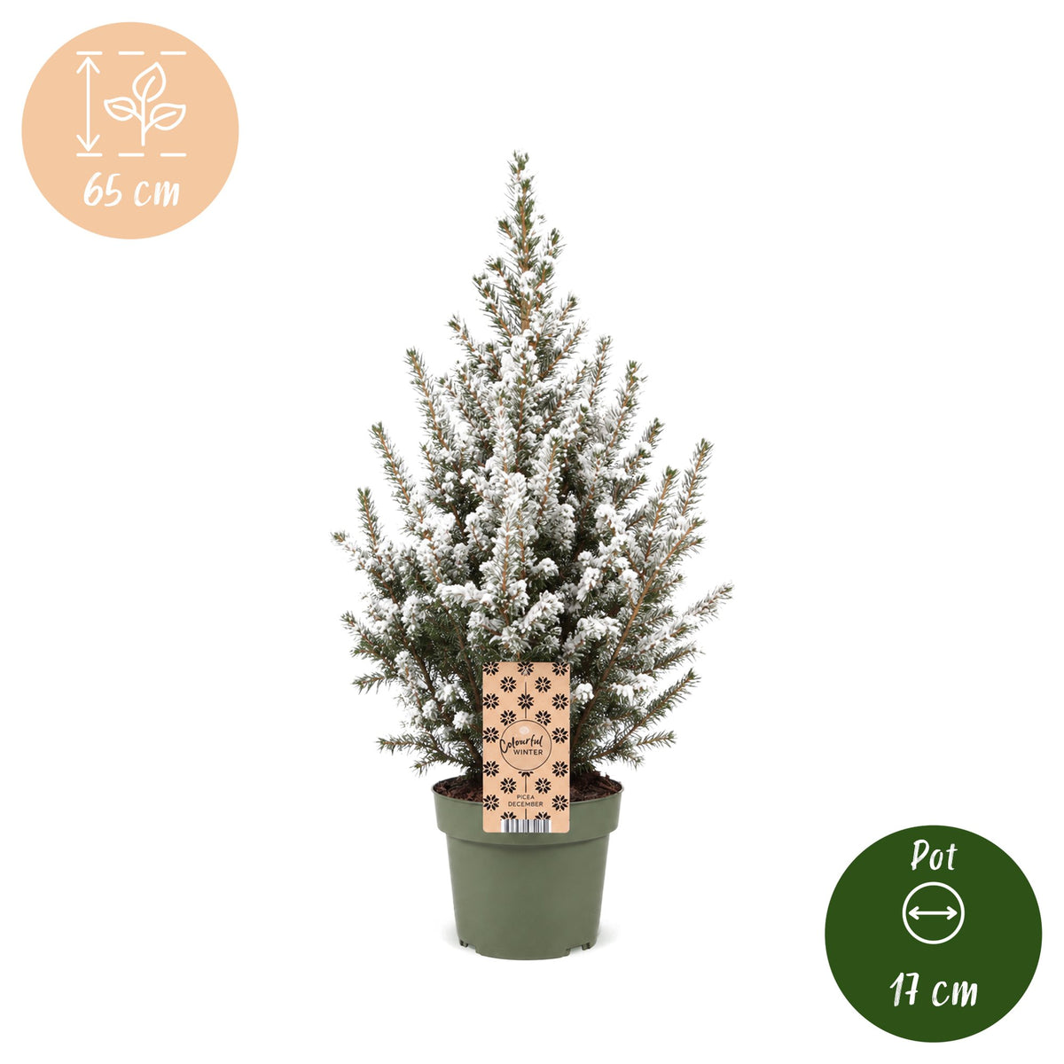4x Picea glauca Conica - Dwarf Alberta Spruce - Green - White - Christmas tree - Ø17cm - ↕65cm
