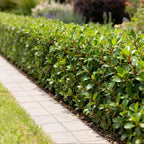 Green boutiQ - Heckenpflanzen - Ilex crenata Caroline Upright - Blatt Grün - 8 Pflanzen - 1 Laufmeter - Immergrün - Topf 9cm Höhe 25-30cm