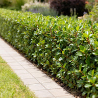 Green boutiQ - Haagplanten - Ilex crenata Caroline Upright - Blad Groen - 8 Planten - 1 Strekkende Meter - Groenblijvend - Pot 9cm Hoogte 25-30cm