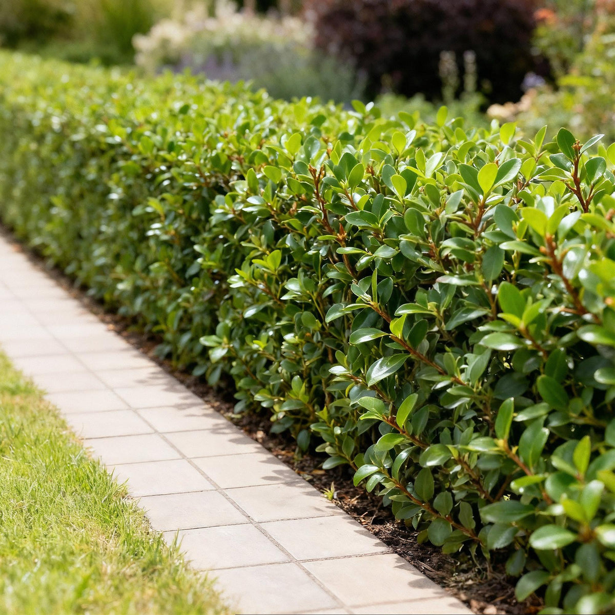 Green boutiQ - Heckenpflanzen - Ilex crenata Caroline Upright - Blatt Grün - 8 Pflanzen - 1 Laufmeter - Immergrün - Topf 9cm Höhe 25-30cm