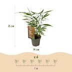 Green boutiQ - Bambus - Fargesia Asian Wonder - Immergrün - Nicht wuchernd - Grün - 6 Pflanzen - Topf 14cm - Höhe 35cm