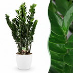 Green boutiQ - Plante d'intérieur - Zamioculcas - Zamioculcas Zamiifolia - Vert - Peu d'entretien - 1 plante - avec pot blanc - Pot 21 cm - Hauteur 80 - 90 cm