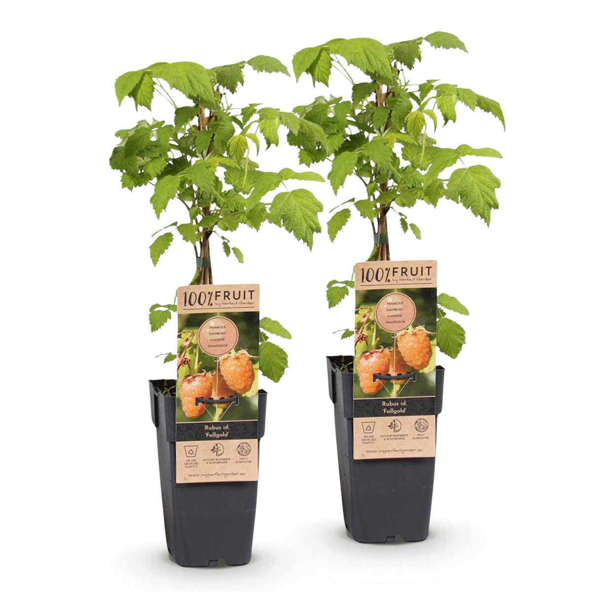Green boutiQ - Framboisier - Rubus idaeus Fallgold - Plant de framboises - Rustique - Framboise jaune - 2 plantes - Pot 15cm - Hauteur 50cm