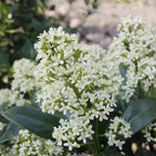 Green boutiQ - Plante de terrasse - Skimmia japonica Finchy - Fleur blanche - 40+ Fleurs - 2 Plantes - Résistante au froid - Pot 19cm Hauteur 60cm