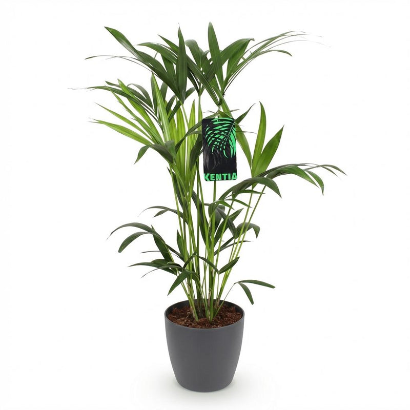 Green boutiQ - Kamerplant - Howea Forsteriana - Kentia Palm - Weinig Onderhoud - Groen - 1 Plant - met Potter Grijs - Pot 19cm - Hoogte 80-85cm