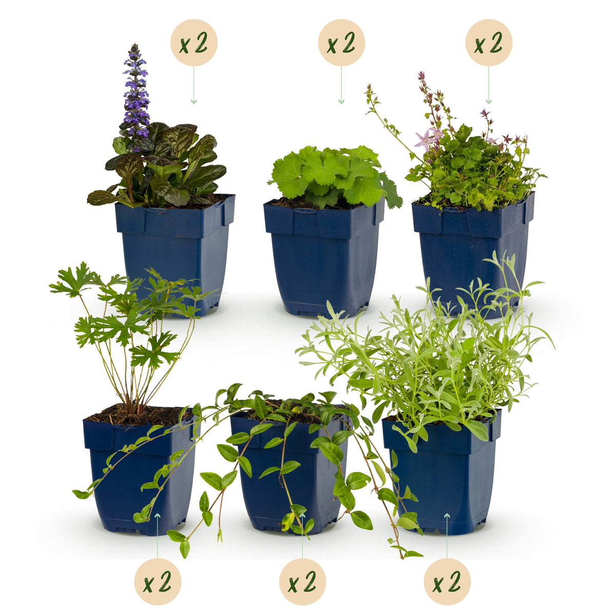 Vasteplant - Borderpakket - Bodembedekend - Diversen - Soorten en kleuren - 12 Planten - Pot 11cm - Hoogte 15-25cm