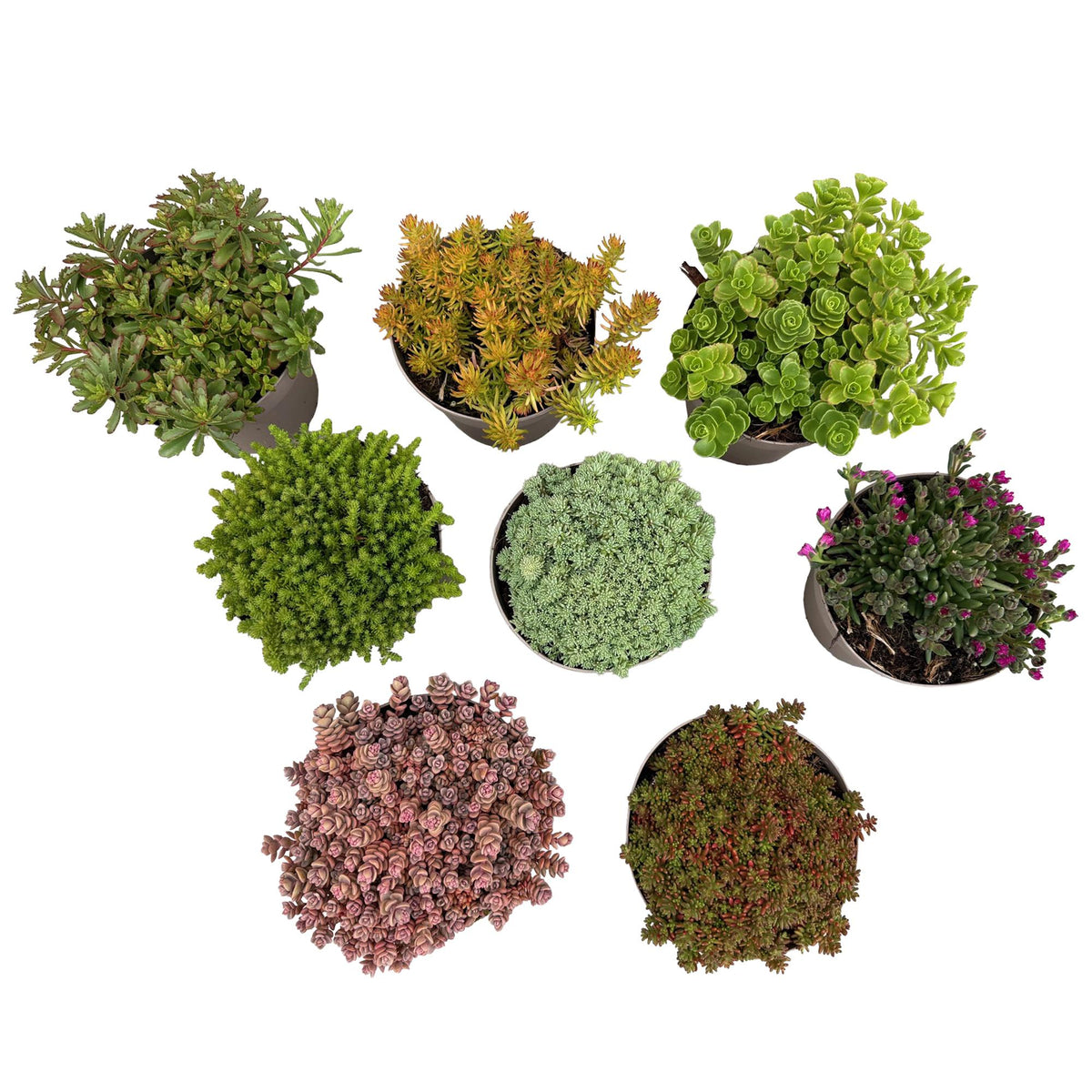 Green boutiQ - Bodendecker - Winterhart - Alpine Mix - 8 Pflanzen - Verschiedene Farben - Pflegeleicht - Topf 14 Höhe 17