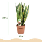 Green BoutiQ - Zimmerpflanzen - Sansevieria Laurentii - Bogenhanf - Pflegeleicht - Grün - 1 Pflanze - mit Topf Grau - Topf 21cm - Höhe 70-80cm