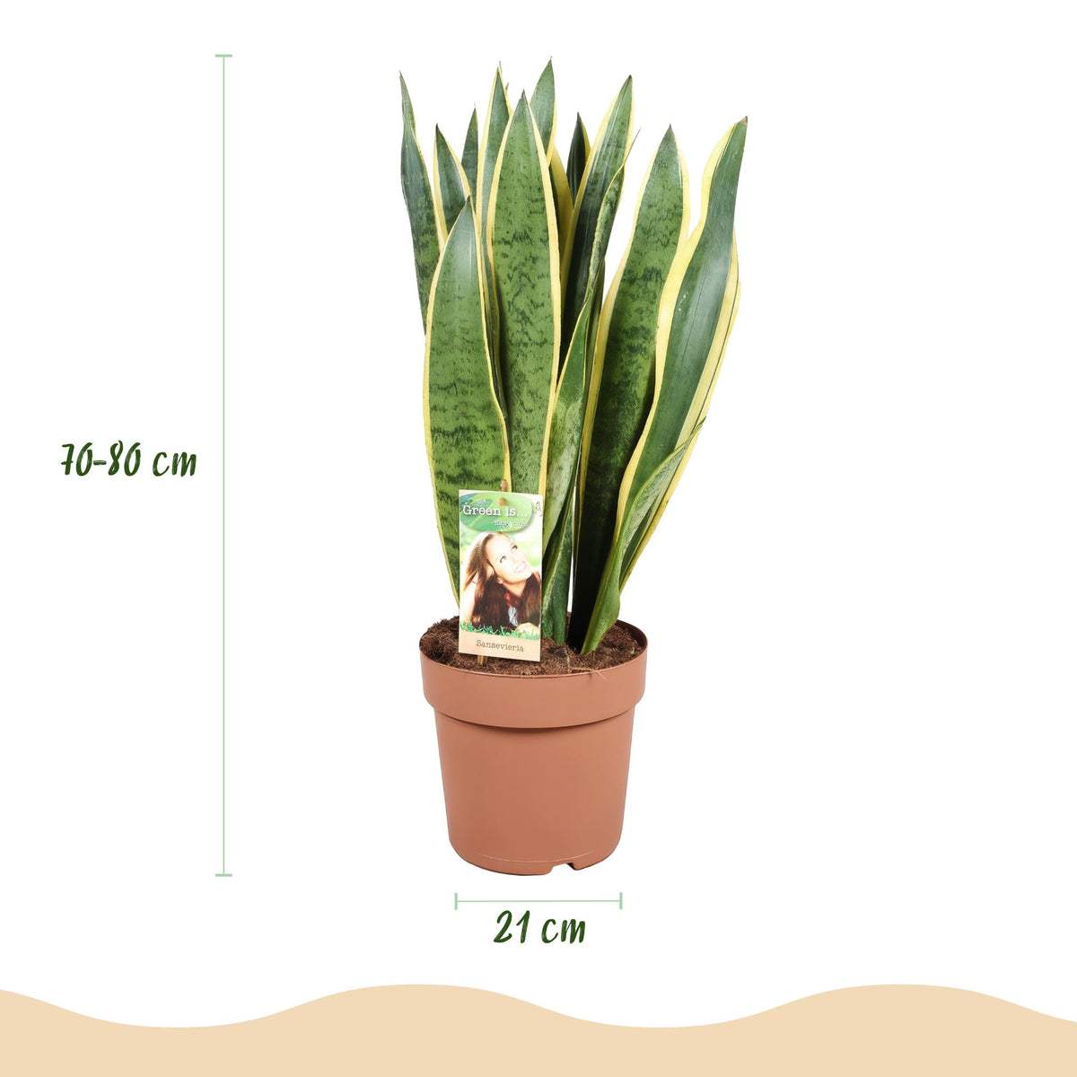 Green BoutiQ - Zimmerpflanzen - Sansevieria Laurentii - Bogenhanf - Pflegeleicht - Grün - 1 Pflanze - mit Topf Grau - Topf 21cm - Höhe 70-80cm