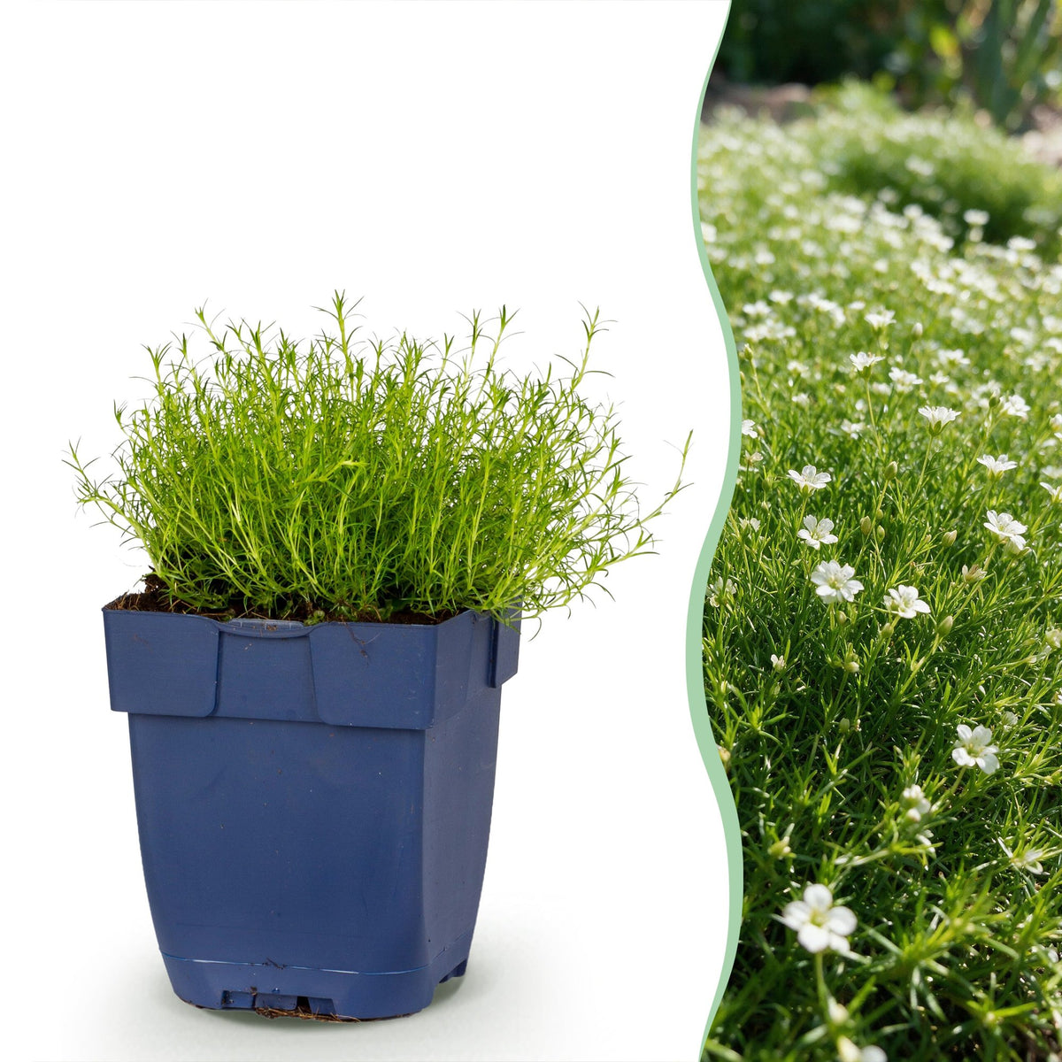 Green boutiQ - Perennial - Sagina subulata - Stonecrop - White - 12 Plants - Pot 11cm - Height 15-25cm