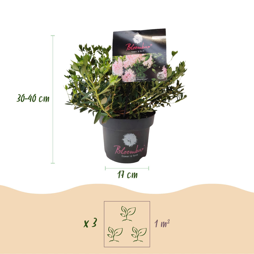Green boutiQ - Zwerg-Rhododendron - Rhododendron Bloombux Light Pink - Blühender Buchsbaum - Pflegeleicht - Hellrosa Blüte - 4 Pflanzen - Topf 17cm - Höhe 30-40cm