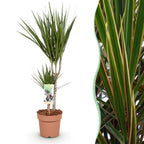 Green BoutiQ - Green is... Plantes d'intérieur - Dracaena Marginata - Dragonnier - Peu d'entretien - Vert - 1 plante - Pot 17cm - Hauteur 70-80cm
