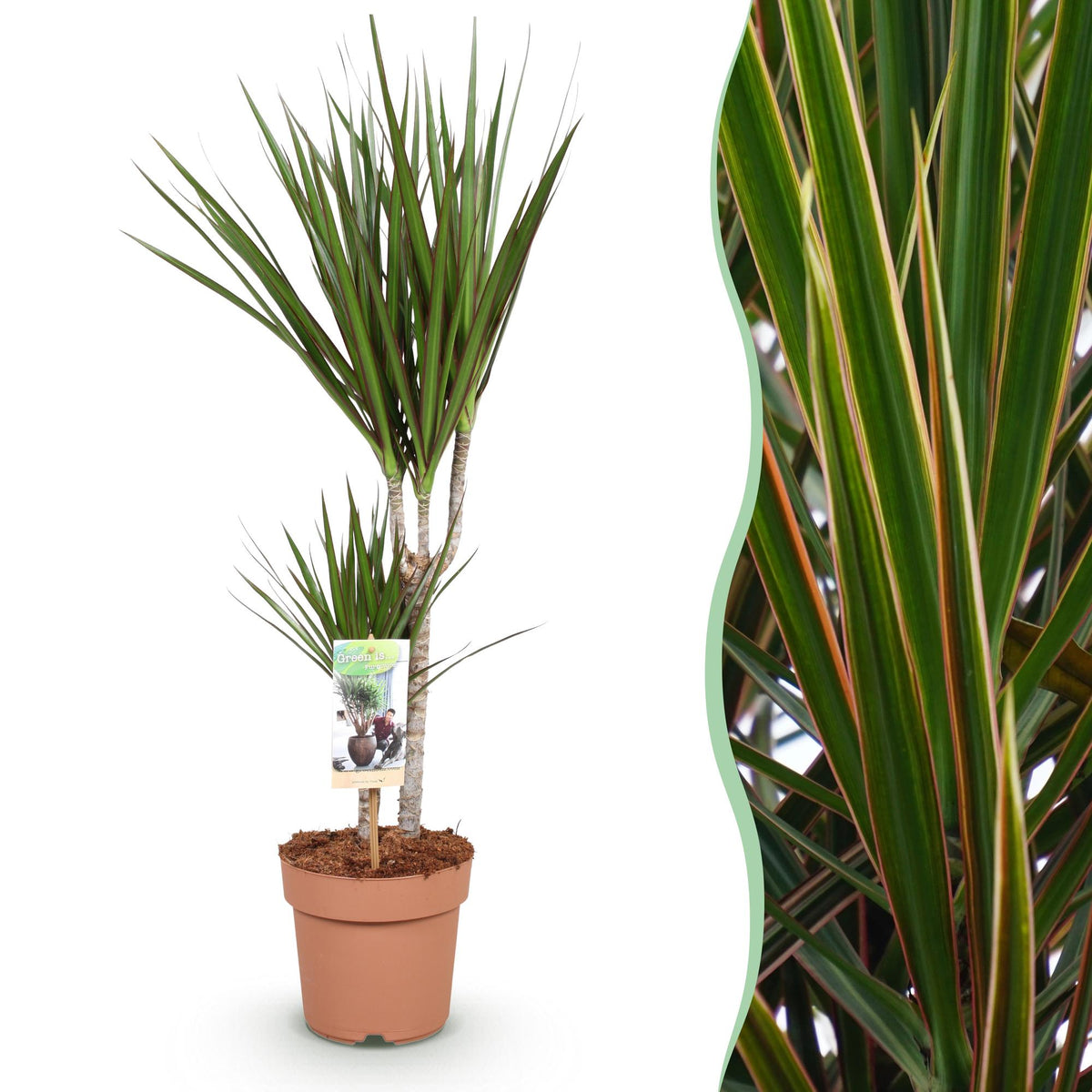 Green BoutiQ - Green is... Plantes d'intérieur - Dracaena Marginata - Dragonnier - Peu d'entretien - Vert - 1 plante - Pot 17cm - Hauteur 70-80cm