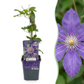 4x Clematis Multi Blue - Clématite - Bleu - Plante grimpante - Ø9cm - ↕35cm