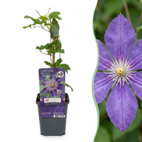 4x Clematis Multi Blue - Bosrank - Blauw - Klimplant - Ø9cm - ↕35cm