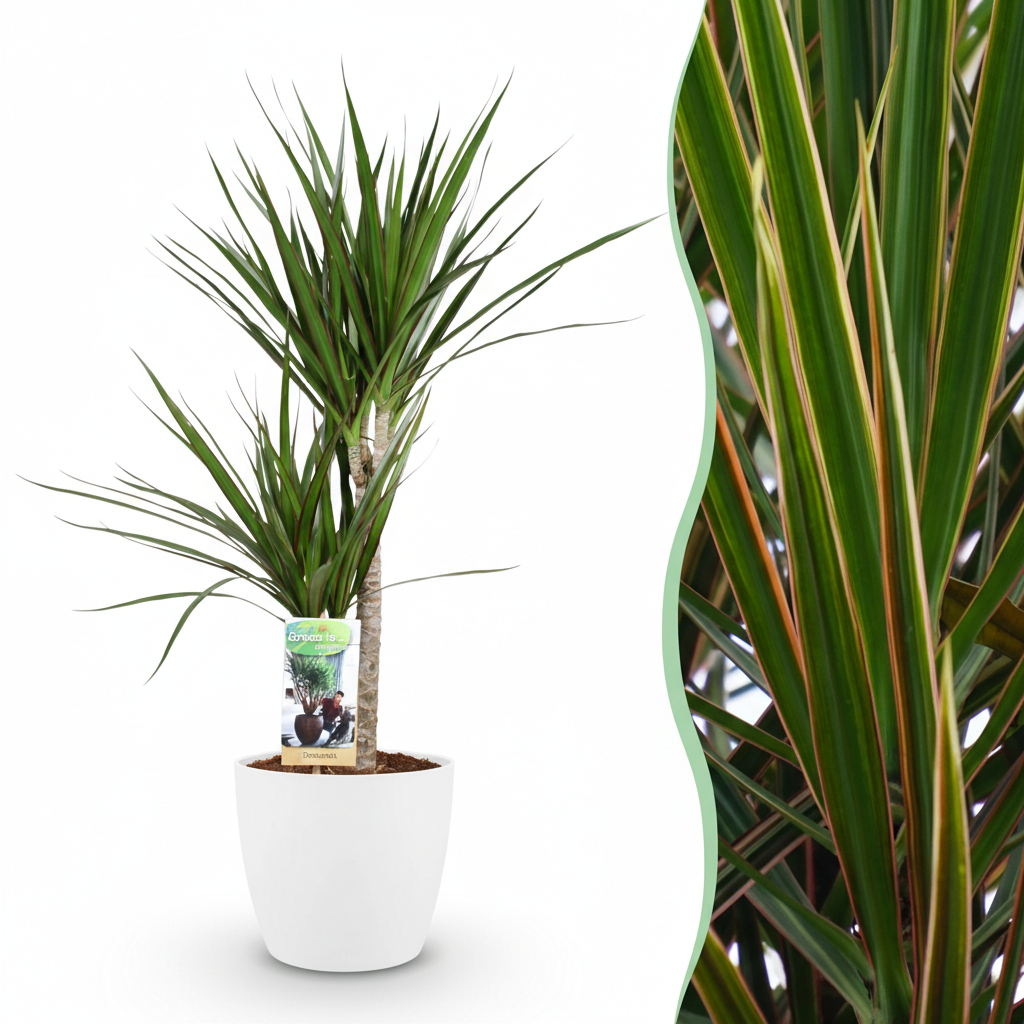 Green boutiQ - Plante d'intérieur - Dragonnier - Dracaena Marginata - Vert - Entretien facile - 1 Plante - avec Pot Blanc - Pot 21cm - Hauteur 90 - 100cm