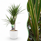 Green boutiQ - Plante d'intérieur - Dragonnier - Dracaena Marginata - Vert - Entretien facile - 1 Plante - avec Pot Blanc - Pot 21cm - Hauteur 90 - 100cm