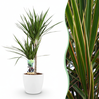 Green boutiQ - Kamerplant - Drakenbloedboom - Dracaena Marginata - Groen - Weinig onderhoud - 1 Plant - met Potter Wit - Pot 21cm - Hoogte 90 - 100cm
