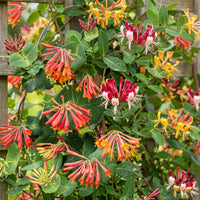 12x Lonicera Tricolour - Tricolour honeysuckle - Red - Purple - Orange - Yellow - Climber - Ø9cm - ↕35cm