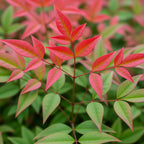 Green boutiQ - Gartenpflanze - Nandina Obsessed - Rot - 2 Pflanzen - Immergrün - Pflegeleicht - Topf 17cm Höhe 45cm