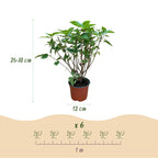 Green boutiQ - Gartenpflanze - Hydrangea paniculata Limelight - Rispenhortensie - Winterhart - Limettengrün - 3 Pflanzen - Topf 12cm - Höhe 20-30cm