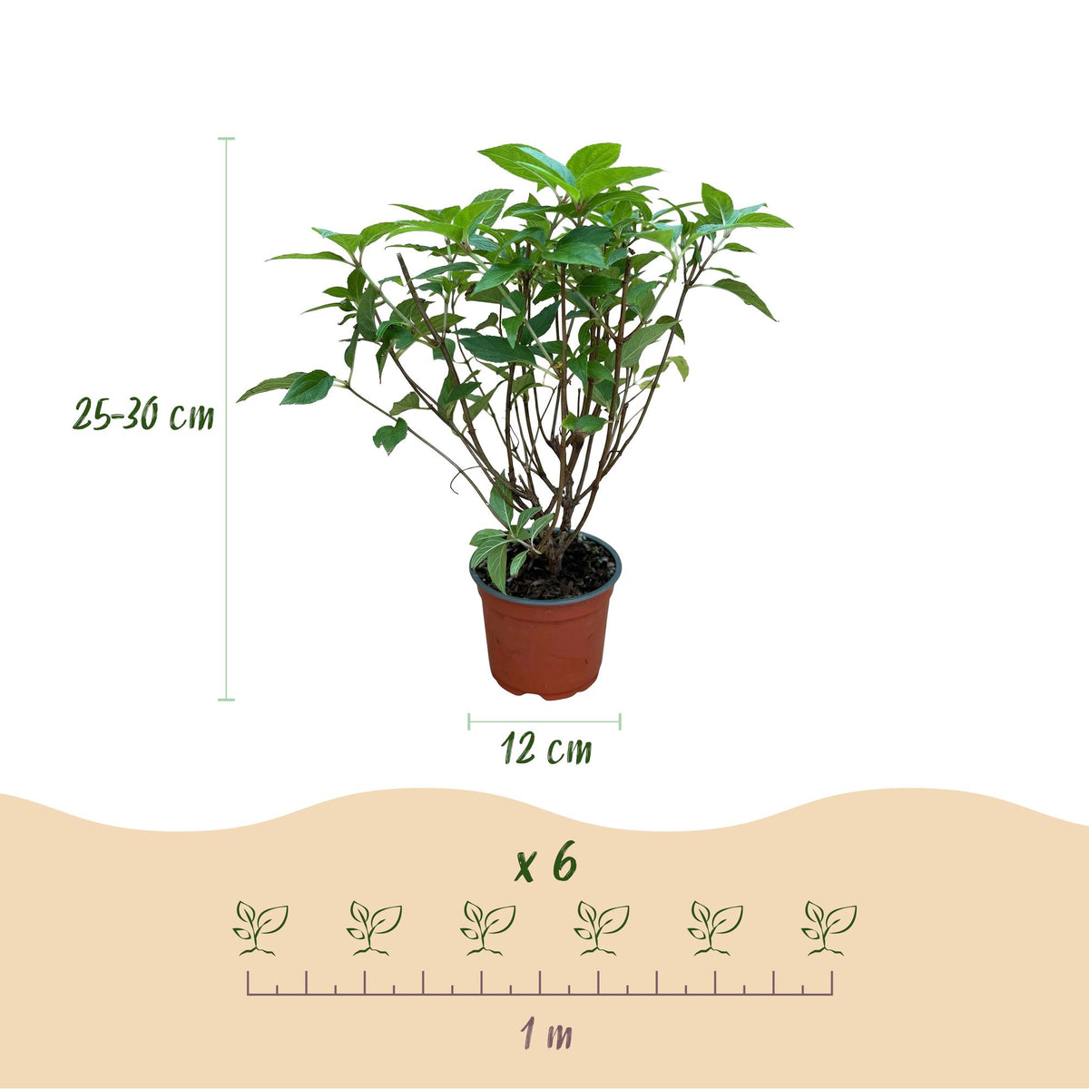 Green boutiQ - Gartenpflanze - Hydrangea paniculata Limelight - Rispenhortensie - Winterhart - Limettengrün - 3 Pflanzen - Topf 12cm - Höhe 20-30cm
