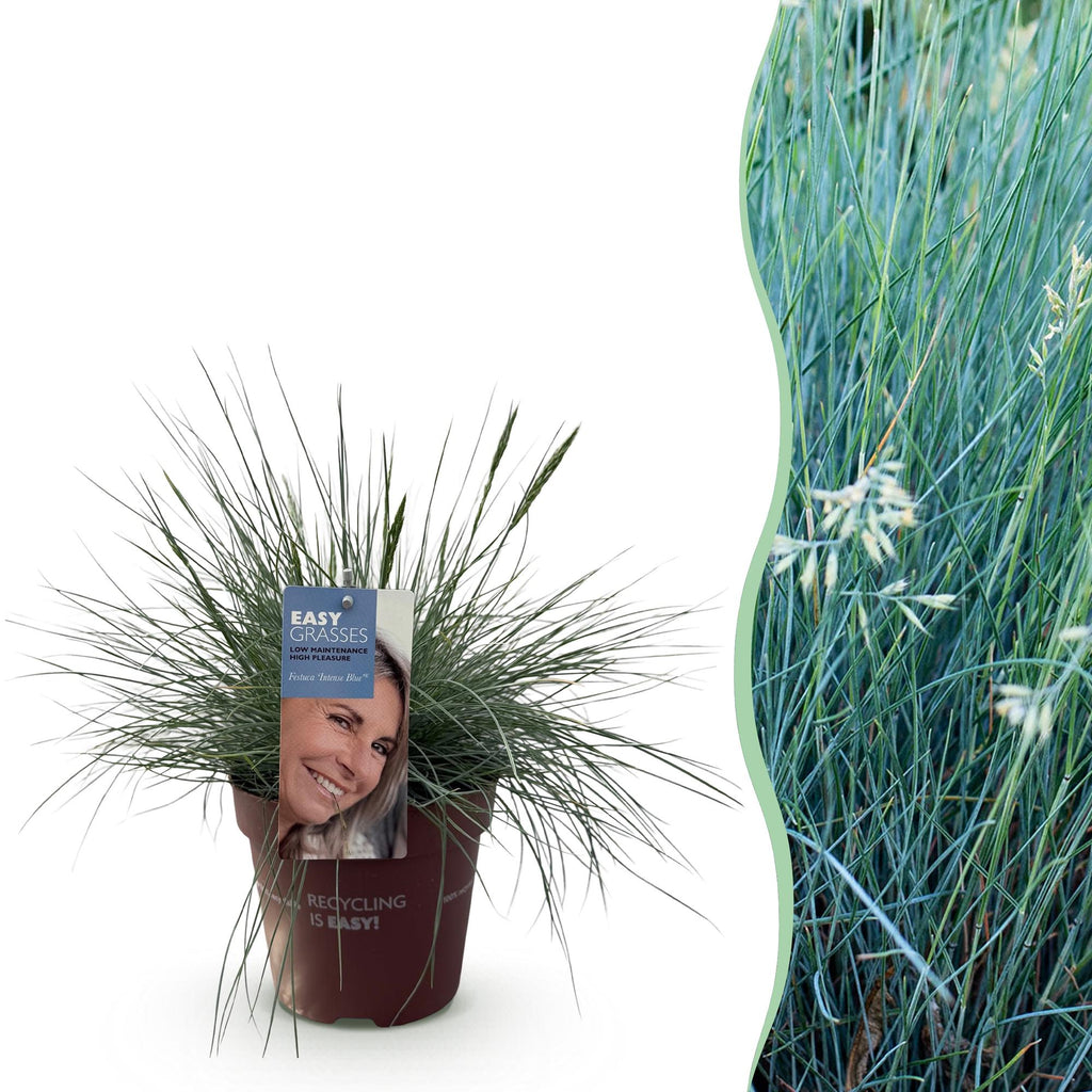 Green boutiQ - Siergrassen - Festuca glauca Intense Blue  - Blauw - 1 Plant - Groenblijvend - Winterhard - Pot 17cm Hoogte 50cm