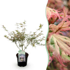 Green boutiQ - Plante de terrasse - Érable japonais - Acer palmatum Iyoshi - Rose - 1 plante - Caduc - Pot 19 cm, hauteur 70 cm