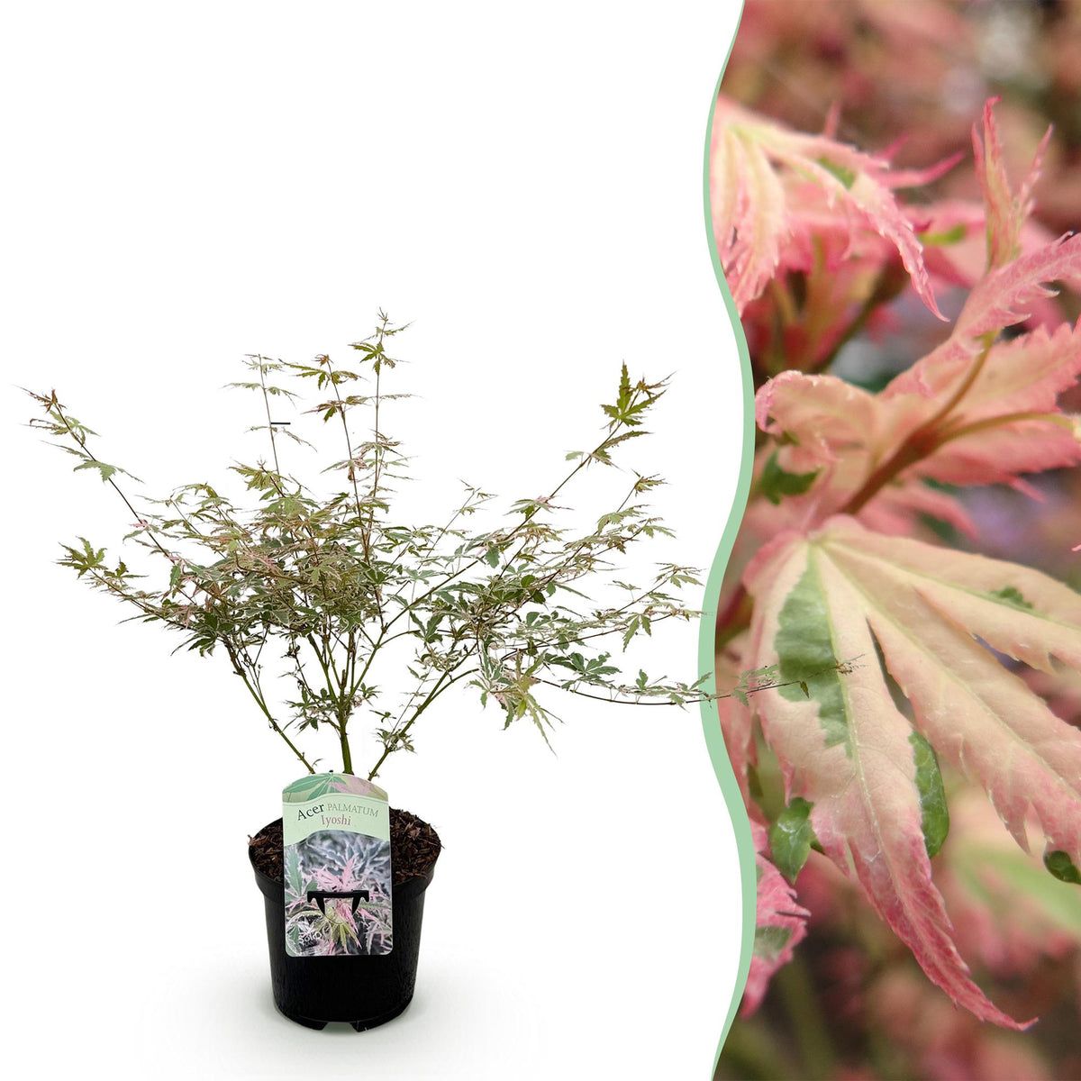Green boutiQ - Plante de terrasse - Érable japonais - Acer palmatum Iyoshi - Rose - 1 plante - Caduc - Pot 19 cm, hauteur 70 cm