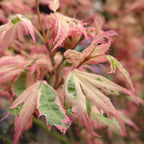 Green boutiQ - Plante de terrasse - Érable du Japon - Acer palmatum Iyoshi - Rose - 2 plantes - Caduc - Pot 19cm Hauteur 70cm