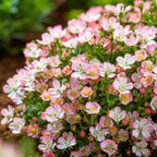 Green boutiQ - Rosier - Rosa Cutie Pie - Rose - Rustique - Rose - 3 Plantes - Pot 12cm - Hauteur 20-25cm