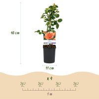 Green boutiQ - Klimroos - Rosa Orange Climber - Bloem Oranje - Weinig onderhoud - 2 planten - Pot 11cm Hoogte 40cm