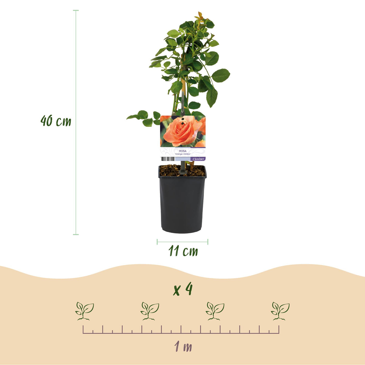 Green boutiQ - Rosier grimpant - Rosa Orange Climber - Fleur orange - Peu d'entretien - 2 plantes - Pot 11 cm Hauteur 40 cm