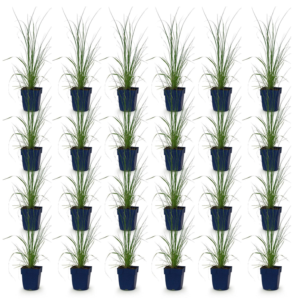 Green boutiQ - Grassen - Cortaderia sell. Pumila - Dwergpampasgras - Met Pluim - Grijs - 24 Planten - Pot 11cm - Hoogte 15-25cm