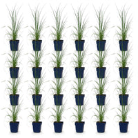 Green boutiQ - Grassen - Cortaderia sell. Pumila - Dwergpampasgras - Met Pluim - Grijs - 24 Planten - Pot 11cm - Hoogte 15-25cm