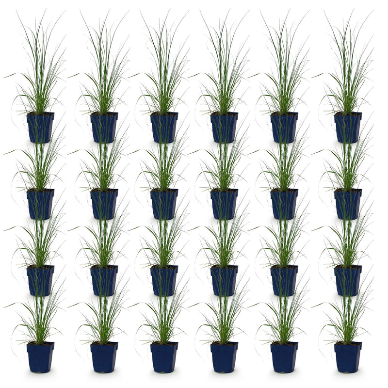 Green boutiQ - Grassen - Cortaderia sell. Pumila - Dwergpampasgras - Met Pluim - Grijs - 24 Planten - Pot 11cm - Hoogte 15-25cm