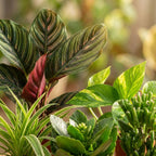 Green boutiQ - Plante d'intérieur - Box surprise verte - Entretien facile - 6 Plantes - avec cache-pot gris - Pot 10,5 - 12 cm - Hauteur 15 - 45 cm
