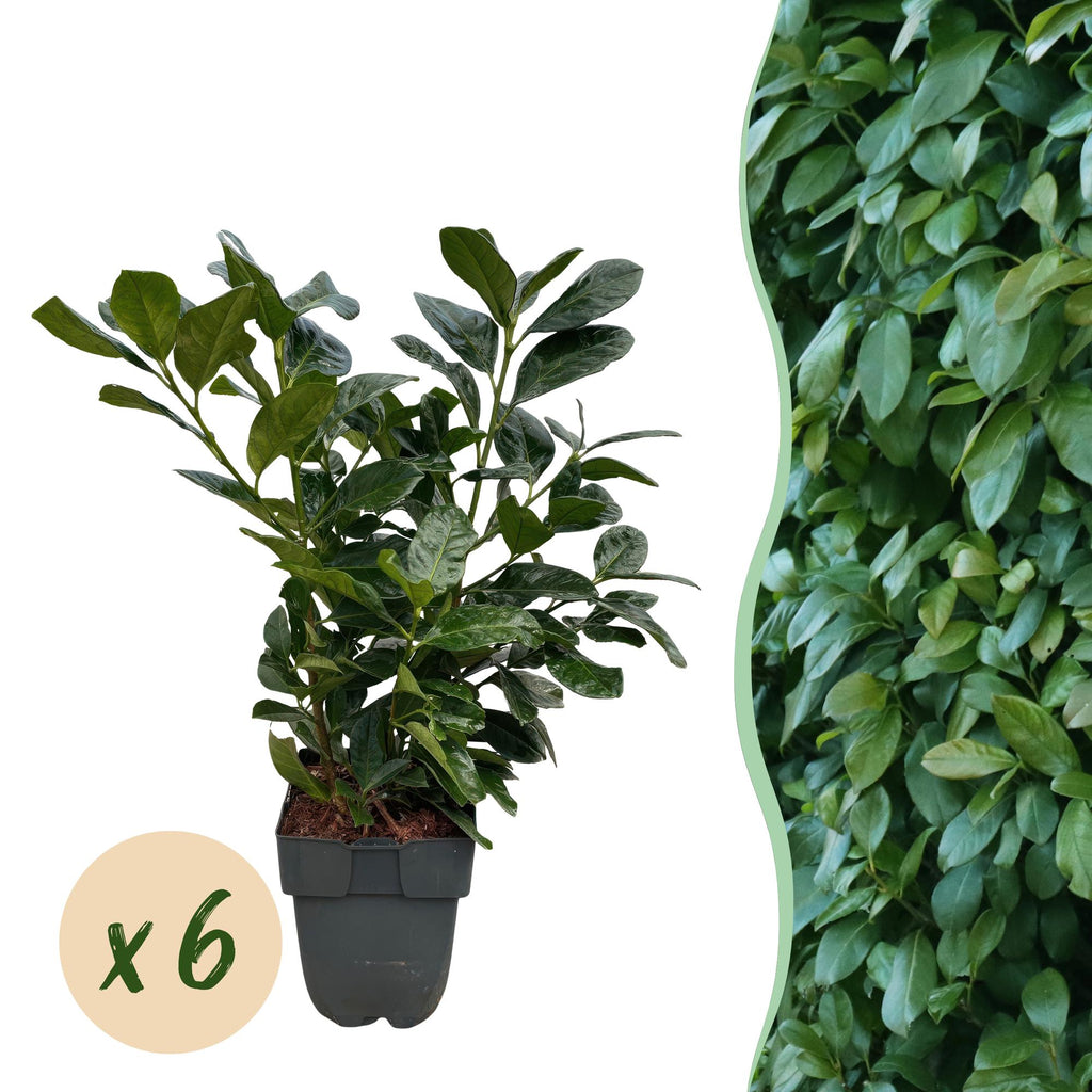Green boutiQ - Heckenpflanzen - Prunus laurocerasus Etna - Blatt grün - 6 Pflanzen - 1 laufender Meter - immergrün - Topf 17 cm Höhe 50 cm