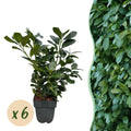 Green boutiQ - Heckenpflanzen - Prunus laurocerasus Etna - Blatt grün - 6 Pflanzen - 1 laufender Meter - immergrün - Topf 17 cm Höhe 50 cm