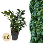 Green boutiQ - Heckenpflanzen - Prunus laurocerasus Etna - Blatt grün - 6 Pflanzen - 1 laufender Meter - immergrün - Topf 17 cm Höhe 50 cm