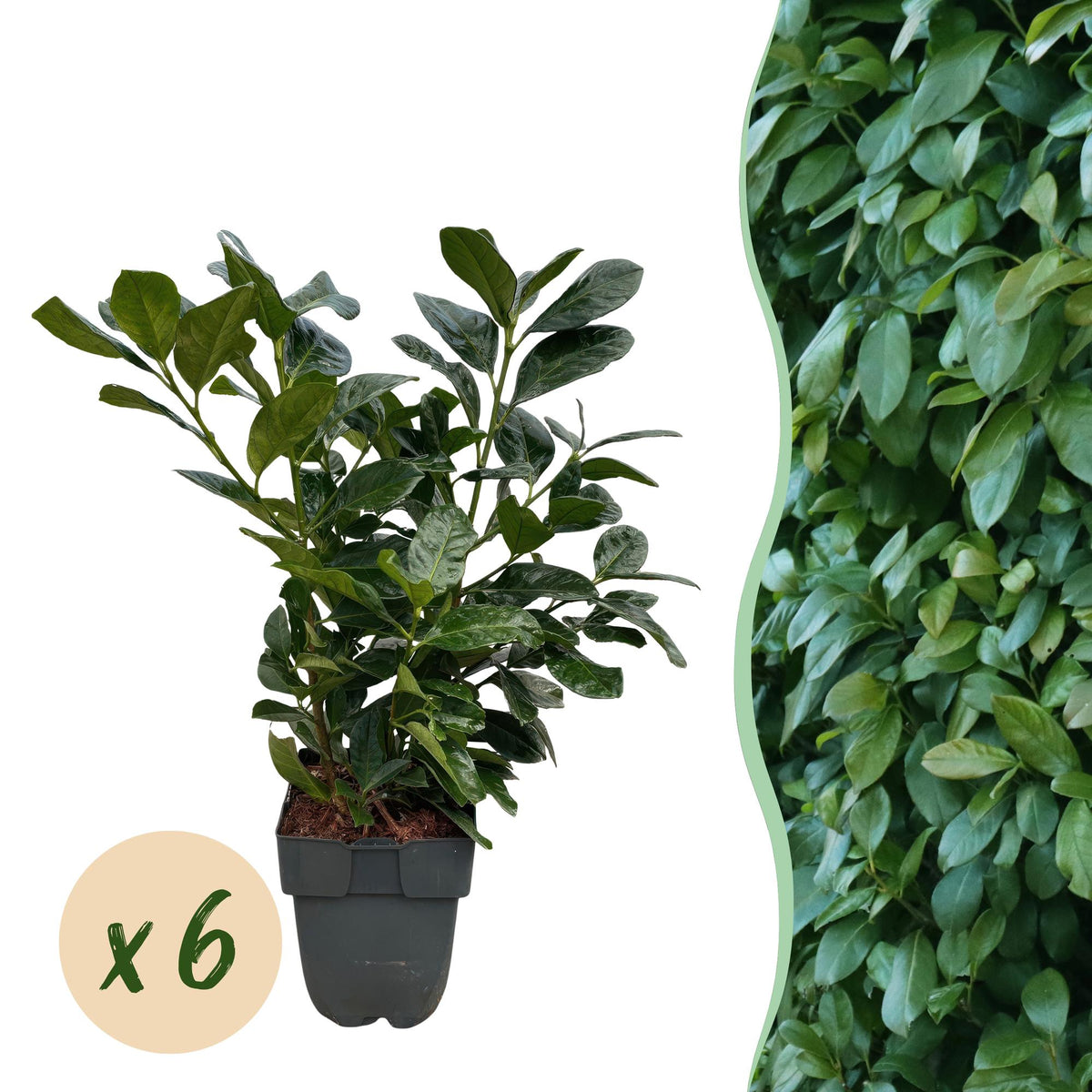 Green boutiQ - Heckenpflanzen - Prunus laurocerasus Etna - Blatt grün - 6 Pflanzen - 1 laufender Meter - immergrün - Topf 17 cm Höhe 50 cm