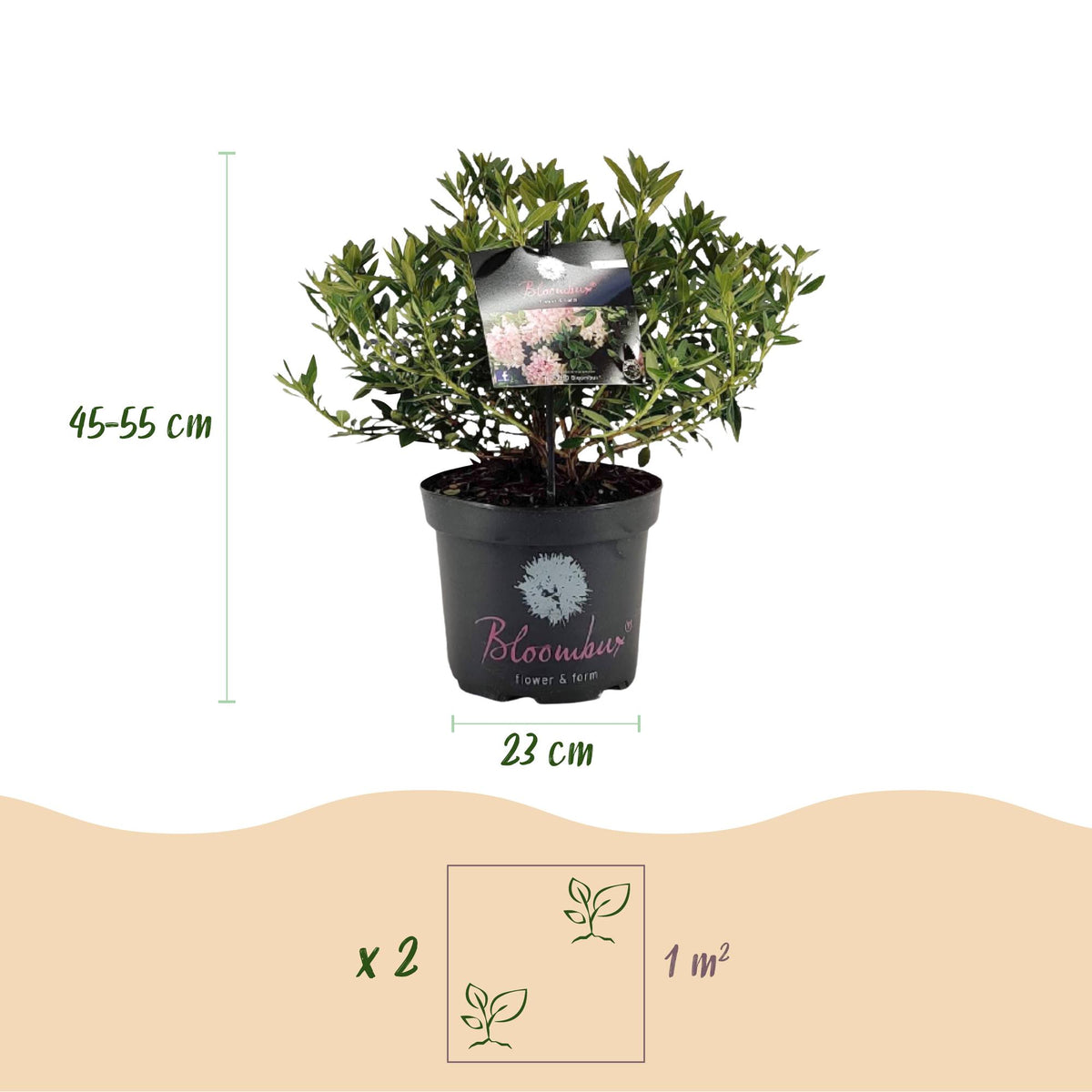 Green boutiQ - Rhododendron nain - Rhododendron Bloombux rose clair - Buis fleuri - Peu d'entretien - Fleur rose clair - 2 plantes - Pot 23 cm - Hauteur 45-55 cm