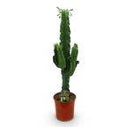 Green boutiQ - Zimmerpflanze - Euphorbia eritrea - Kaktus-Wolfsmilch - Pflegeleicht - Grün - 1 - Topf 19cm - Höhe 70cm