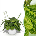 Green boutiQ - Zimmerpflanze - Maranta Fascinator Lemon Lime - Gebetspflanze - Haustierfreundliche Pflanze - Grün - 1 Pflanze - mit Übertopf Weiß - Topf 12 cm - Höhe 25 cm