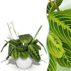 Green boutiQ - Zimmerpflanze - Maranta Fascinator Lemon Lime - Gebetspflanze - Haustierfreundliche Pflanze - Grün - 1 Pflanze - mit Übertopf Weiß - Topf 12 cm - Höhe 25 cm