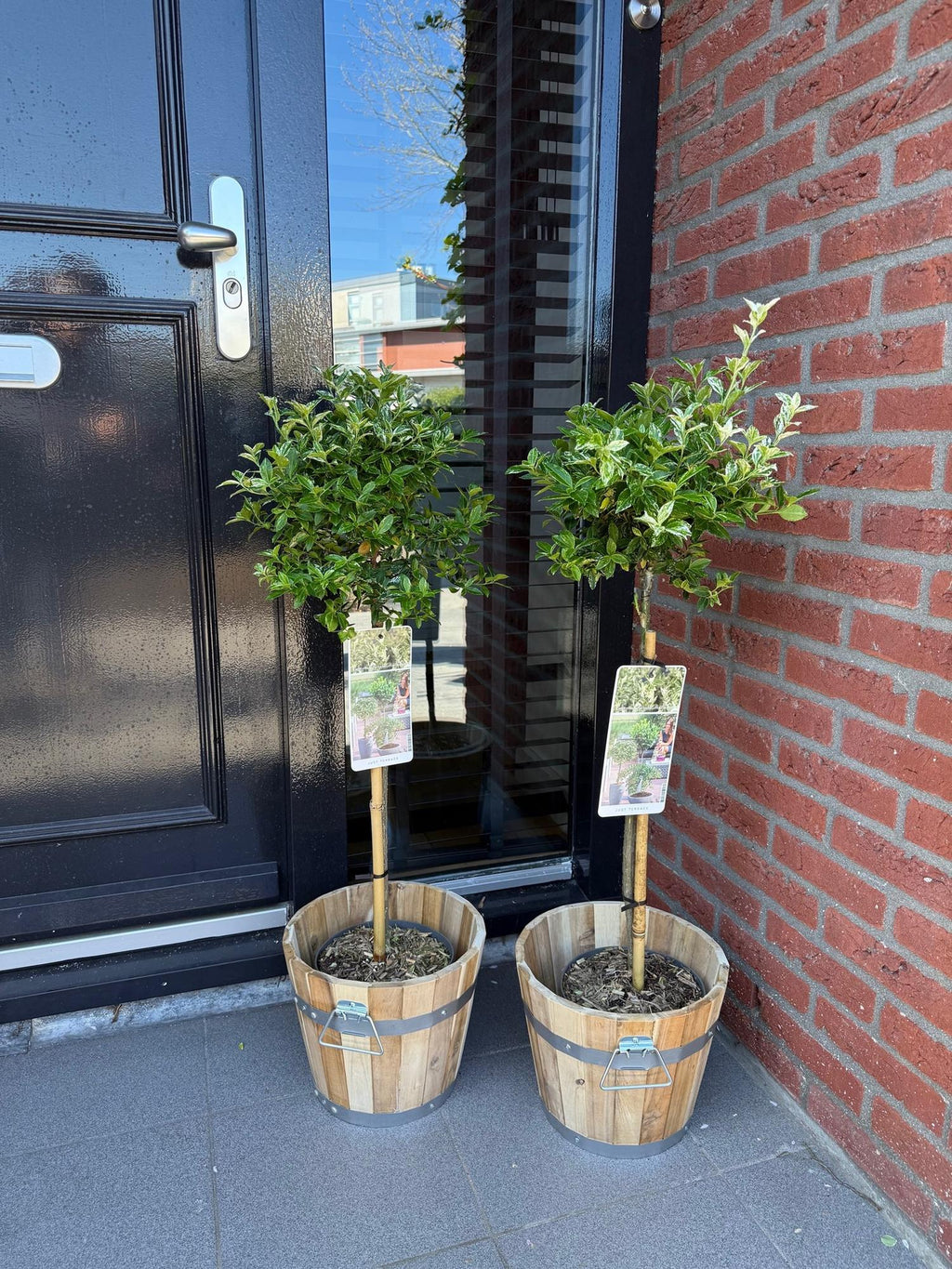 Green boutiQ - Plante sur tige - Euonymus fortunei Harlequin - Plante de terrasse - Persistant - Rustique - Feuillage vert et blanc - Pot 19cm Hauteur 90cm
