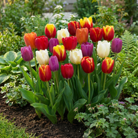 60x Tulipa Triumph Mix - Triomftulp mix - Diversen - Voorjaarsbloeier - Bolmaat 11/12