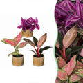 3x Baby Paradise Mix - Various colours - Tropical - incl. Linnea Honey - Ø6cm - ↕10-15cm