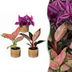 3x Baby Paradise Mix - Various colours - Tropical - incl. Linnea Honey - Ø6cm - ↕10-15cm