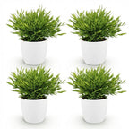 Green boutiQ - Zimmerpflanze - Bambusa Pogonatherum Monica - Bambusgras - Haustierfreundliche Pflanze - Grün - 4 Pflanzen - mit Topf Weiß - Topf 12cm - Höhe 20cm